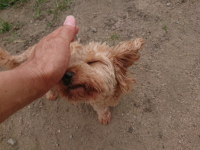 f:id:roukenhome-ann:20190709052450j:plain f:id:roukenhome-ann:20190709052450j:plain