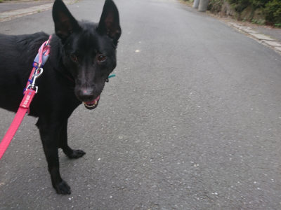 f:id:roukenhome-ann:20190709052516j:plain f:id:roukenhome-ann:20190709052516j:plain