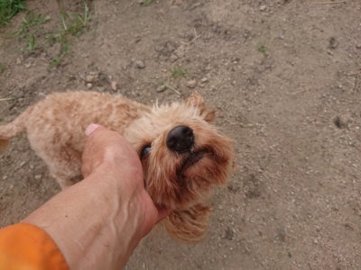 f:id:roukenhome-ann:20190709052530j:plain f:id:roukenhome-ann:20190709052530j:plain