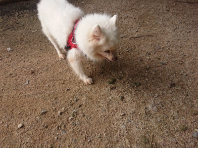 f:id:roukenhome-ann:20190709052543j:plain f:id:roukenhome-ann:20190709052543j:plain