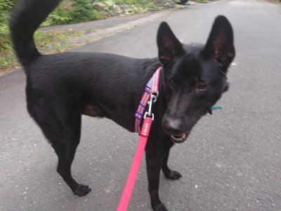 f:id:roukenhome-ann:20190709052559j:plain f:id:roukenhome-ann:20190709052559j:plain