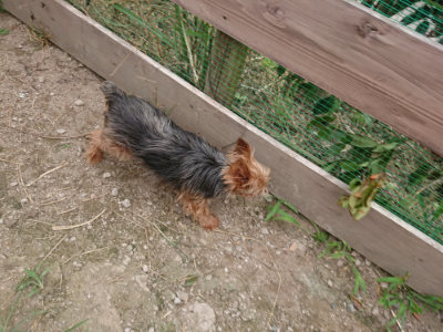 f:id:roukenhome-ann:20190709052646j:plain f:id:roukenhome-ann:20190709052646j:plain