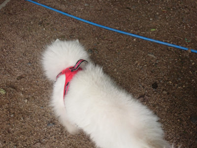 f:id:roukenhome-ann:20190709052705j:plain f:id:roukenhome-ann:20190709052705j:plain
