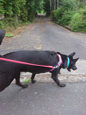 f:id:roukenhome-ann:20190709052720j:plain f:id:roukenhome-ann:20190709052720j:plain