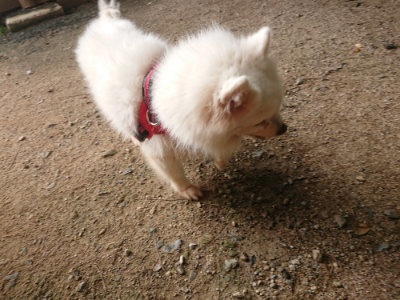f:id:roukenhome-ann:20190709052927j:plain f:id:roukenhome-ann:20190709052927j:plain
