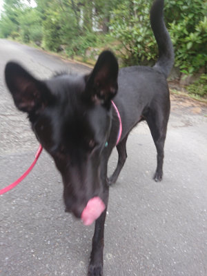 f:id:roukenhome-ann:20190709053011j:plain f:id:roukenhome-ann:20190709053011j:plain