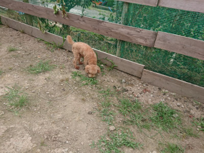 f:id:roukenhome-ann:20190709053033j:plain f:id:roukenhome-ann:20190709053033j:plain