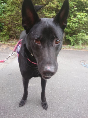 f:id:roukenhome-ann:20190709053142j:plain f:id:roukenhome-ann:20190709053142j:plain