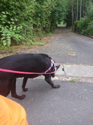 f:id:roukenhome-ann:20190709053147j:plain f:id:roukenhome-ann:20190709053147j:plain