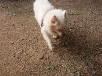 f:id:roukenhome-ann:20190709053159j:plain f:id:roukenhome-ann:20190709053159j:plain