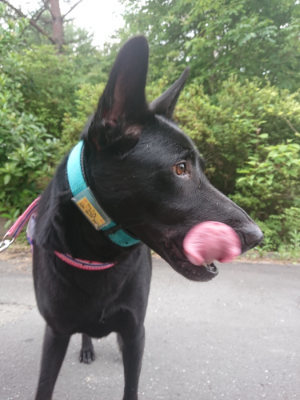 f:id:roukenhome-ann:20190709053227j:plain f:id:roukenhome-ann:20190709053227j:plain