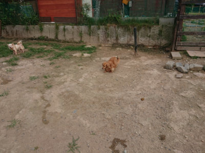 f:id:roukenhome-ann:20190709064444j:plain f:id:roukenhome-ann:20190709064444j:plain