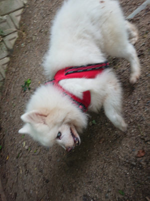 f:id:roukenhome-ann:20190709064449j:plain f:id:roukenhome-ann:20190709064449j:plain