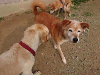 f:id:roukenhome-ann:20190709064453j:plain f:id:roukenhome-ann:20190709064453j:plain