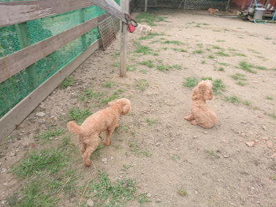 f:id:roukenhome-ann:20190709064458j:plain f:id:roukenhome-ann:20190709064458j:plain