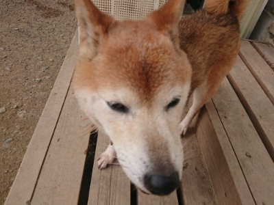 f:id:roukenhome-ann:20190709064502j:plain f:id:roukenhome-ann:20190709064502j:plain