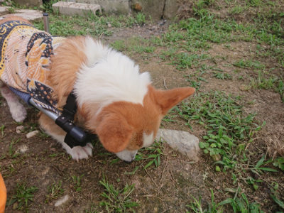 f:id:roukenhome-ann:20190709064511j:plain f:id:roukenhome-ann:20190709064511j:plain