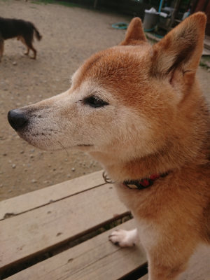 f:id:roukenhome-ann:20190709064516j:plain f:id:roukenhome-ann:20190709064516j:plain