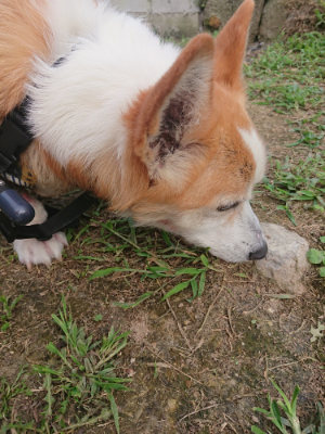 f:id:roukenhome-ann:20190709064522j:plain f:id:roukenhome-ann:20190709064522j:plain