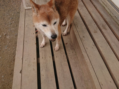 f:id:roukenhome-ann:20190709064530j:plain f:id:roukenhome-ann:20190709064530j:plain