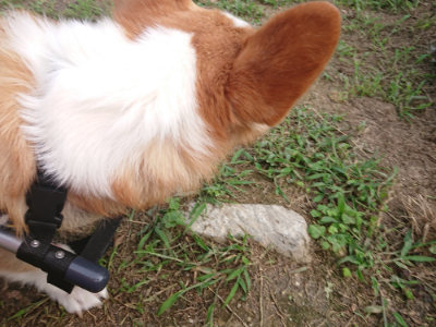 f:id:roukenhome-ann:20190709064535j:plain f:id:roukenhome-ann:20190709064535j:plain