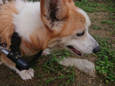 f:id:roukenhome-ann:20190709064540j:plain f:id:roukenhome-ann:20190709064540j:plain