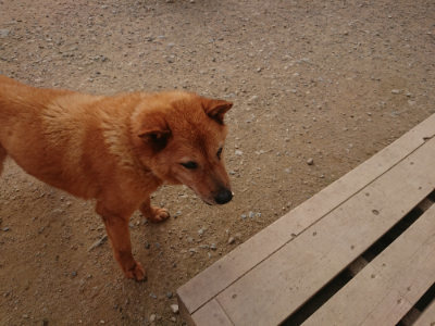 f:id:roukenhome-ann:20190709064544j:plain f:id:roukenhome-ann:20190709064544j:plain
