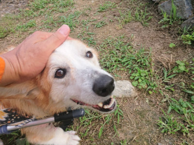 f:id:roukenhome-ann:20190709064549j:plain f:id:roukenhome-ann:20190709064549j:plain