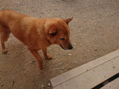 f:id:roukenhome-ann:20190709064602j:plain f:id:roukenhome-ann:20190709064602j:plain