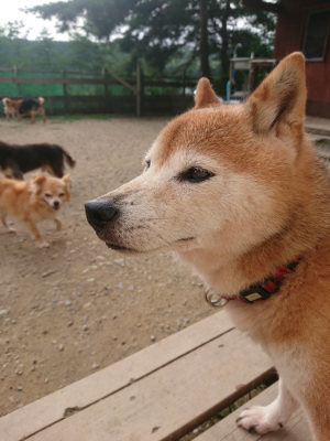f:id:roukenhome-ann:20190709064622j:plain f:id:roukenhome-ann:20190709064622j:plain