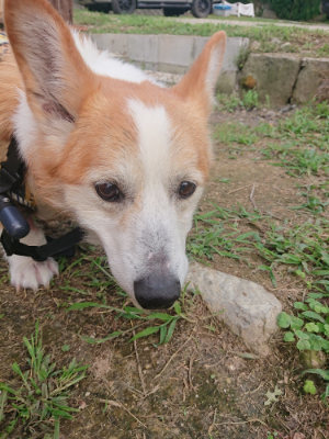 f:id:roukenhome-ann:20190709064627j:plain f:id:roukenhome-ann:20190709064627j:plain