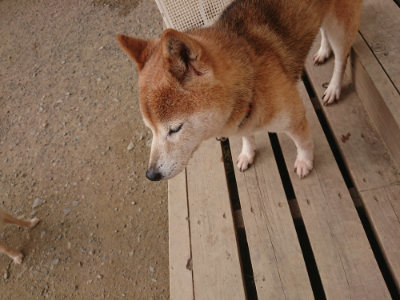 f:id:roukenhome-ann:20190709064632j:plain f:id:roukenhome-ann:20190709064632j:plain