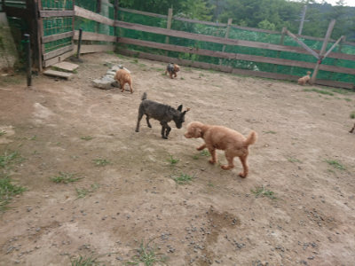 f:id:roukenhome-ann:20190709064646j:plain f:id:roukenhome-ann:20190709064646j:plain