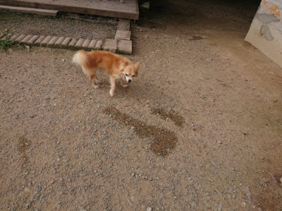f:id:roukenhome-ann:20190709064650j:plain f:id:roukenhome-ann:20190709064650j:plain