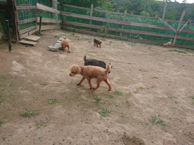 f:id:roukenhome-ann:20190709064700j:plain f:id:roukenhome-ann:20190709064700j:plain