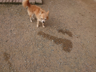 f:id:roukenhome-ann:20190709064709j:plain f:id:roukenhome-ann:20190709064709j:plain