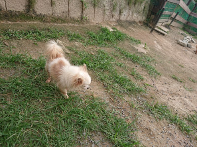 f:id:roukenhome-ann:20190709064719j:plain f:id:roukenhome-ann:20190709064719j:plain