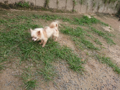 f:id:roukenhome-ann:20190709064733j:plain f:id:roukenhome-ann:20190709064733j:plain
