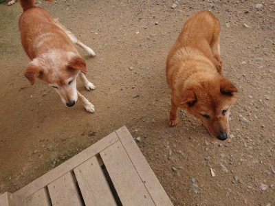f:id:roukenhome-ann:20190709064744j:plain f:id:roukenhome-ann:20190709064744j:plain