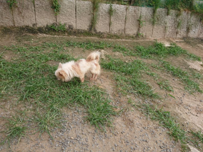 f:id:roukenhome-ann:20190709064802j:plain f:id:roukenhome-ann:20190709064802j:plain