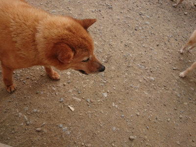 f:id:roukenhome-ann:20190709064807j:plain f:id:roukenhome-ann:20190709064807j:plain