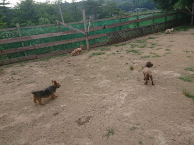 f:id:roukenhome-ann:20190709064819j:plain f:id:roukenhome-ann:20190709064819j:plain