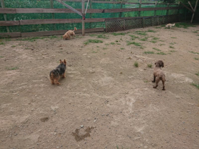 f:id:roukenhome-ann:20190709064823j:plain f:id:roukenhome-ann:20190709064823j:plain
