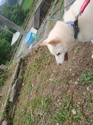 f:id:roukenhome-ann:20190709064955j:plain f:id:roukenhome-ann:20190709064955j:plain