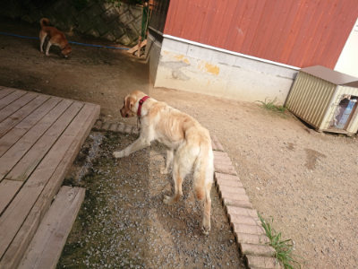 f:id:roukenhome-ann:20190709065004j:plain f:id:roukenhome-ann:20190709065004j:plain