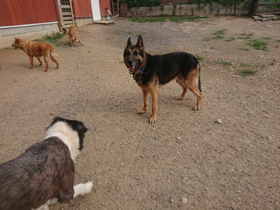 f:id:roukenhome-ann:20190709065021j:plain f:id:roukenhome-ann:20190709065021j:plain