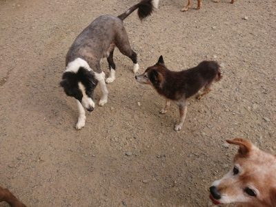 f:id:roukenhome-ann:20190709065026j:plain f:id:roukenhome-ann:20190709065026j:plain
