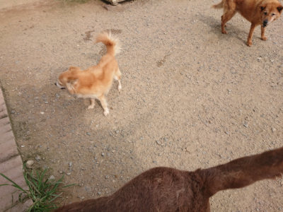 f:id:roukenhome-ann:20190709065055j:plain f:id:roukenhome-ann:20190709065055j:plain
