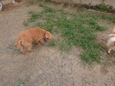 f:id:roukenhome-ann:20190709065124j:plain f:id:roukenhome-ann:20190709065124j:plain