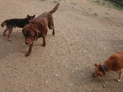 f:id:roukenhome-ann:20190709065128j:plain f:id:roukenhome-ann:20190709065128j:plain